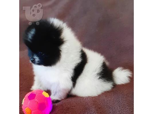 Pomeranian